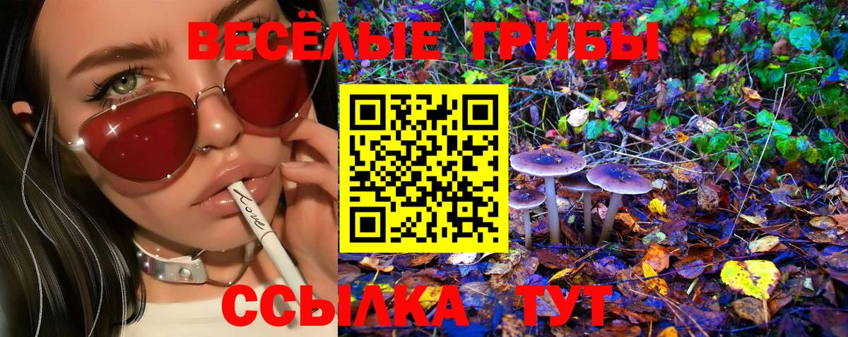 Псилоцибиновые грибы Psilocybe Краснодар