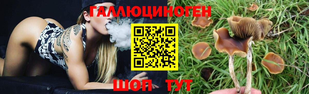 Галлюциногенные грибы Cubensis  Вход с VPN  Краснодар  Галлюциногенные грибы MAGIC MUSHROOMS 